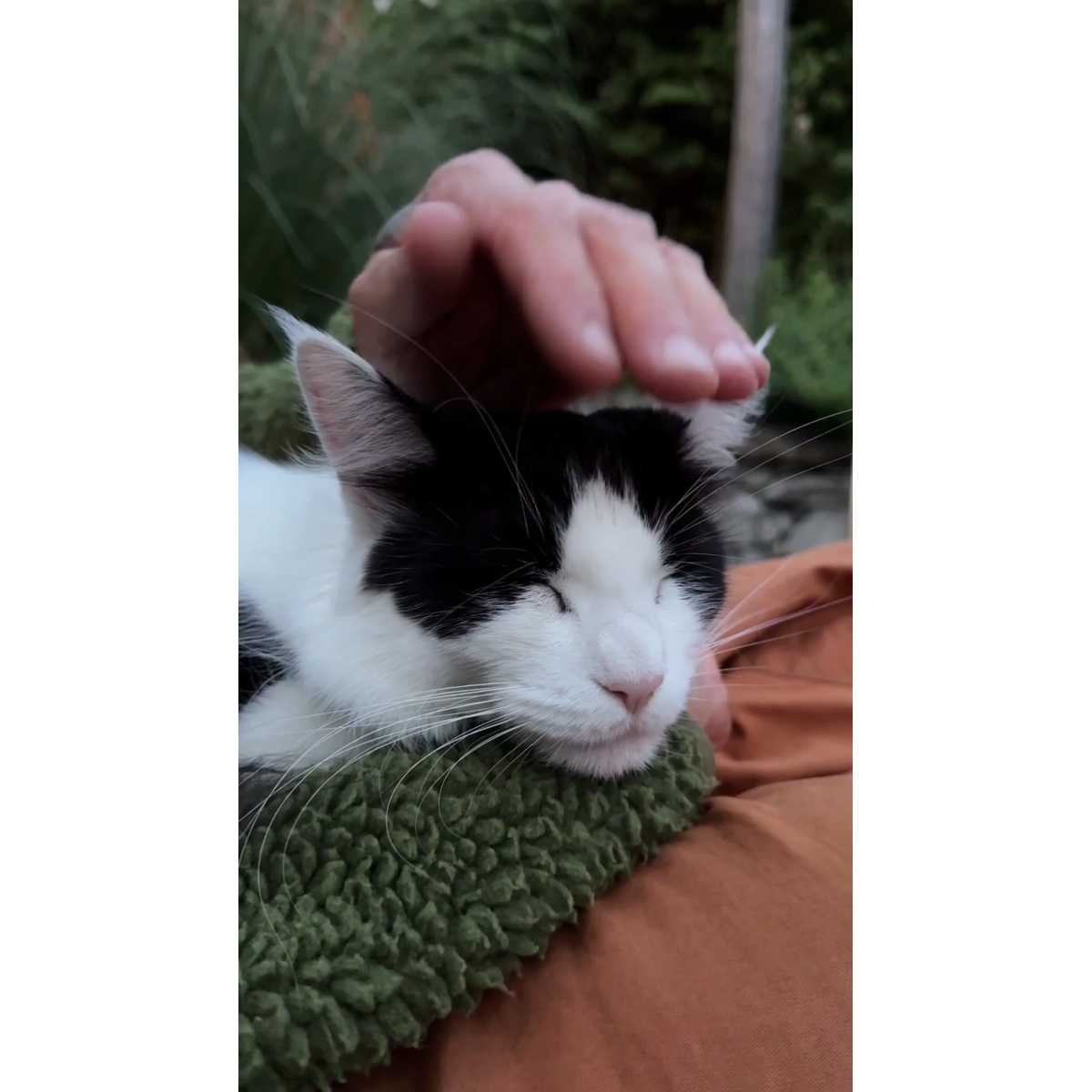 Electrolux - Beutellose Staubsauger - EL61A4UG