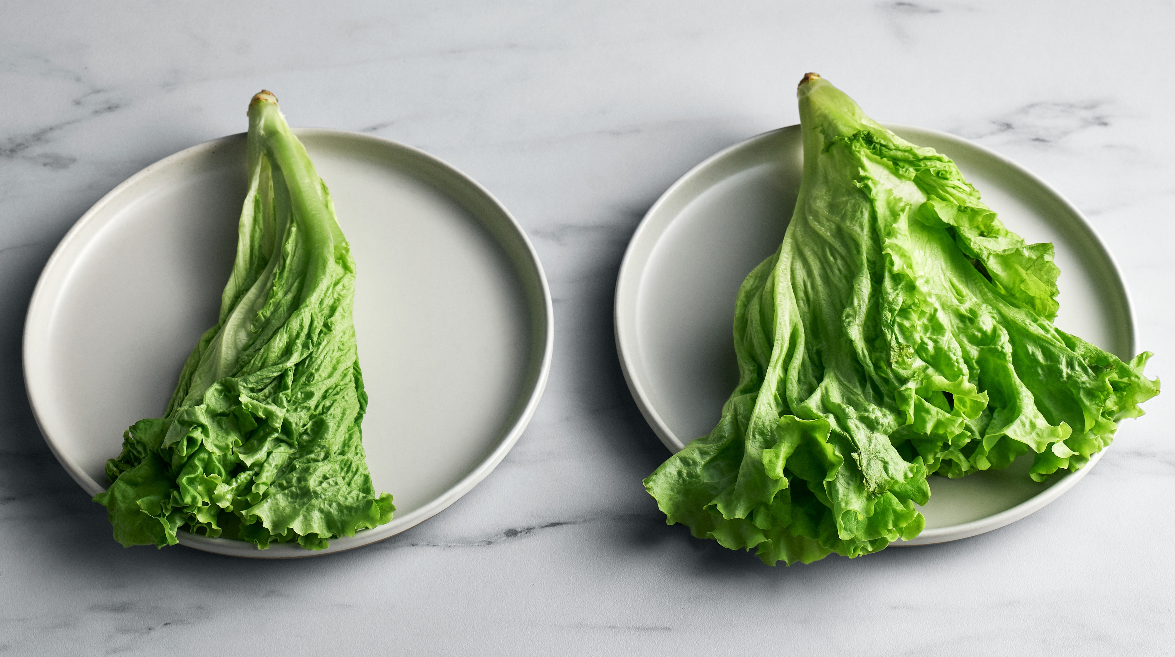 Zwei Salatblätter auf je einem Teller im Frischevergleich